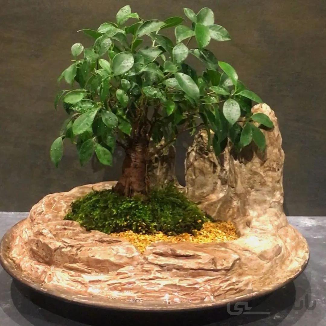سازه بونسای جینسینگ