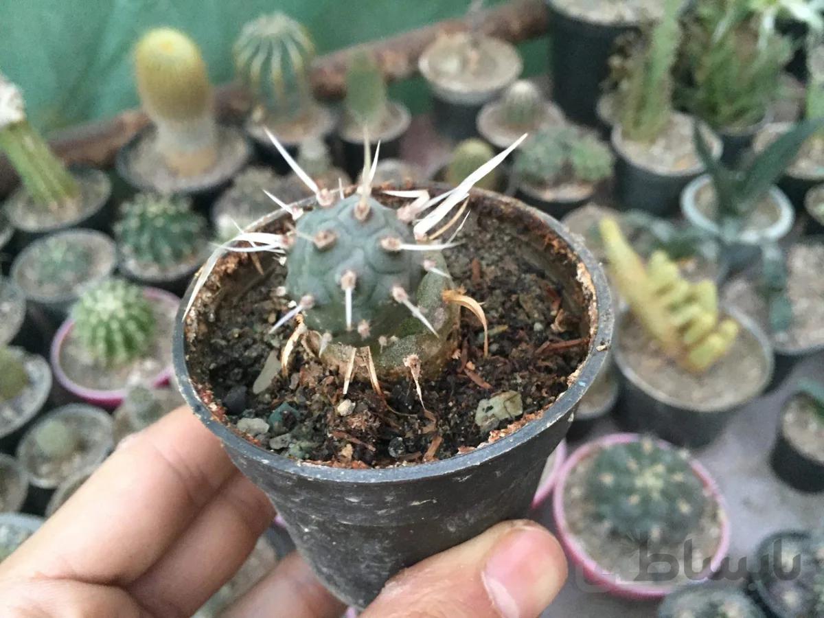 کاکتوس تیغ کاغذی | Tephrocactus