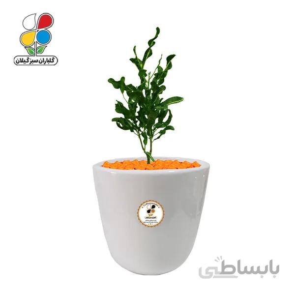 گیاه طبیعی کروتون رشته ای ابلق بزرگ گلباران