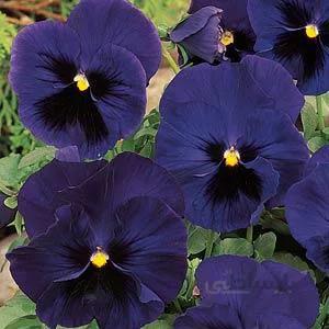 بذر گل بنفشه پر کلاغی گلدرشت ایرانی ا Pansy