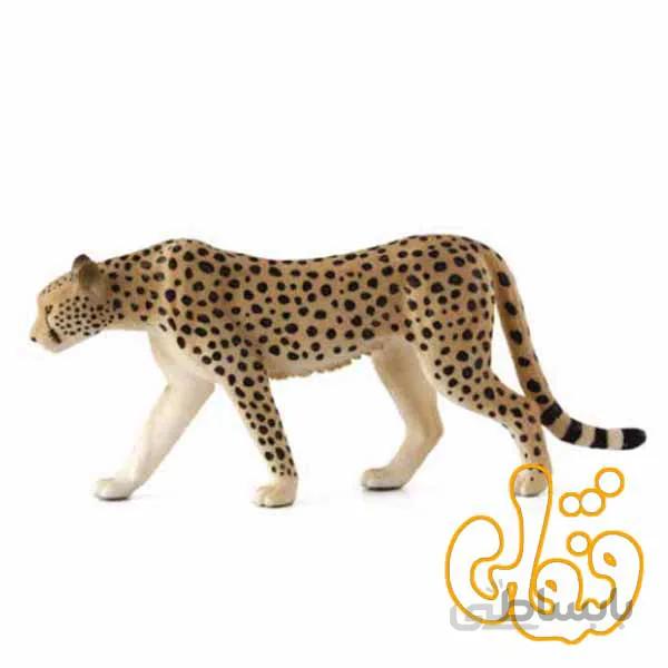 چیتا نر Cheetah Male 387197