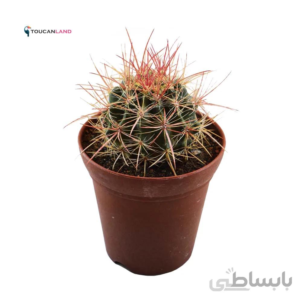 فرو استنسی پیلوسیس درشت