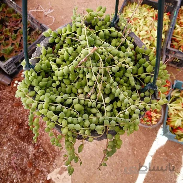 پک ساکولنت غوره ای گلدان آویز 3 عددی