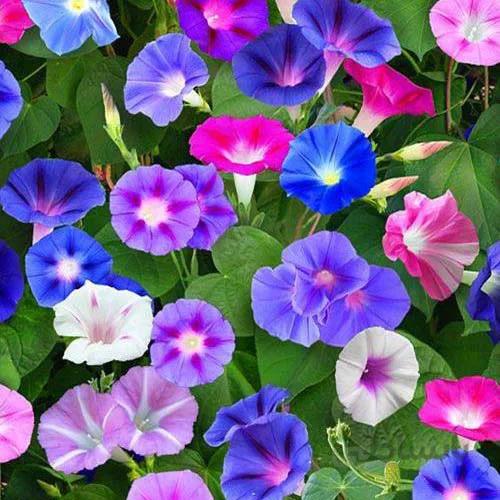 بذر نیلوفر پیچ الوان بسته 500 عددی