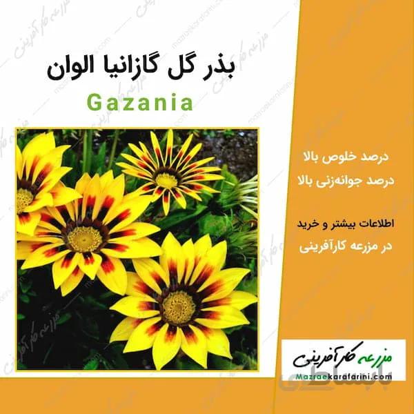 بذر گل گازانیا الوان Gazania - گل گنج