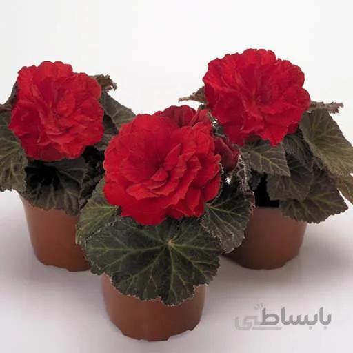 بذر بگونیا موکا قرمز