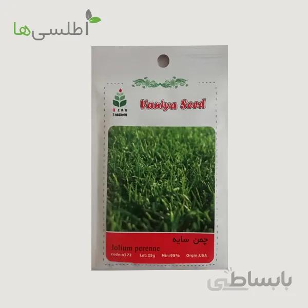 بذر چمن