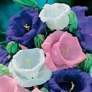 بذر گل استکانی الوان ا Campanula medium