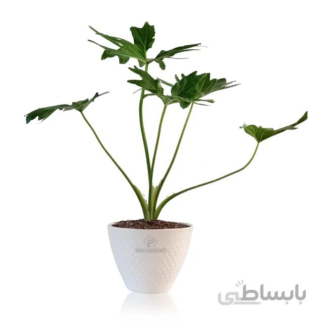 گیاه آپارتمانی برگ انجیری