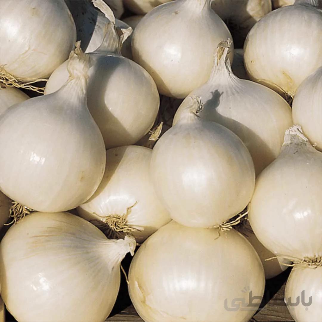 بذر پیاز سفید (سپیدان)