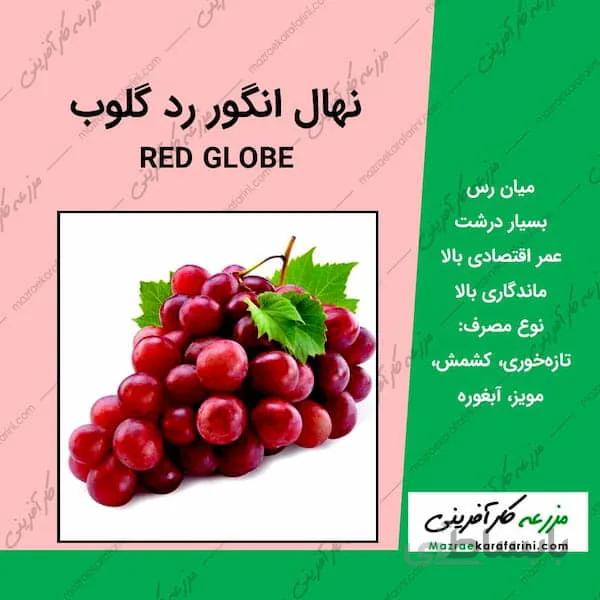 نهال گلدانی انگور رد گلوب RED GLOBE