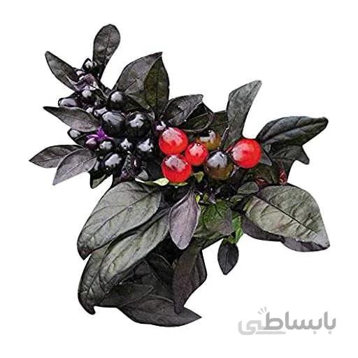 بذر فلفل مروارید سیاه