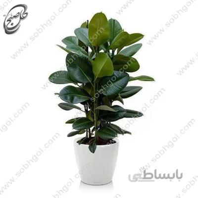 خرید گل آنلاین – فیکوس الاستیکا سبز(سایز بزرگ) طرح F-031 ( ارسال گل رایگان )