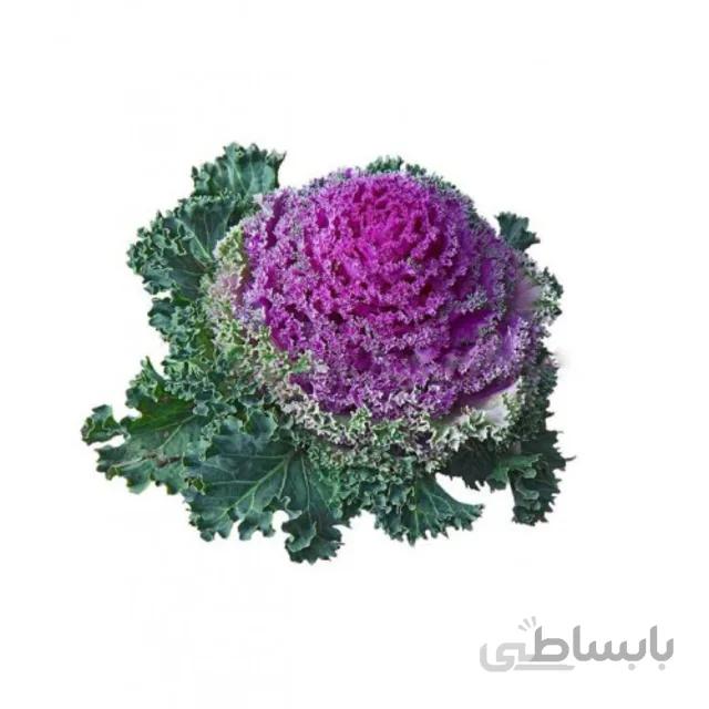 بذر کلم زینتی پاکوتاه الوان