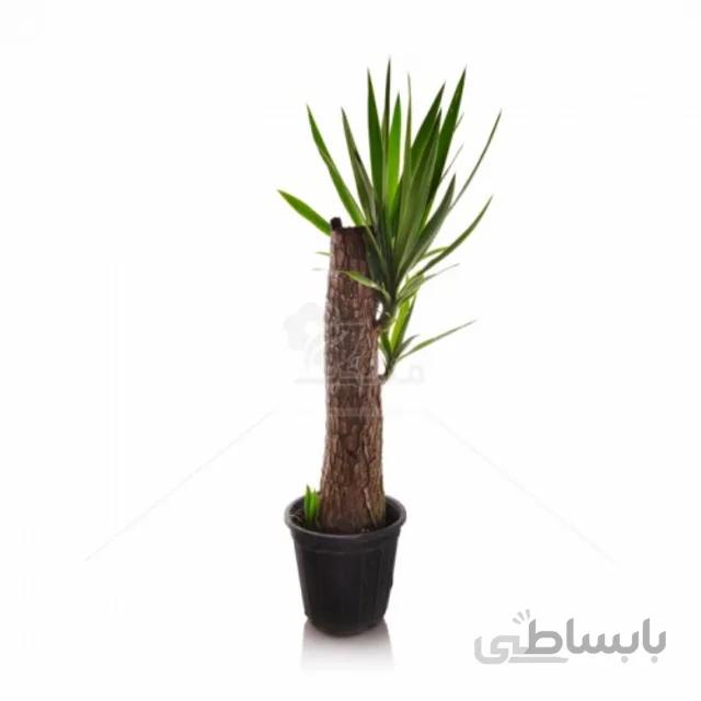 گیاه آپارتمانی یوکا ارتفاع 45 سانتی متر متر |یوکا تنه دار