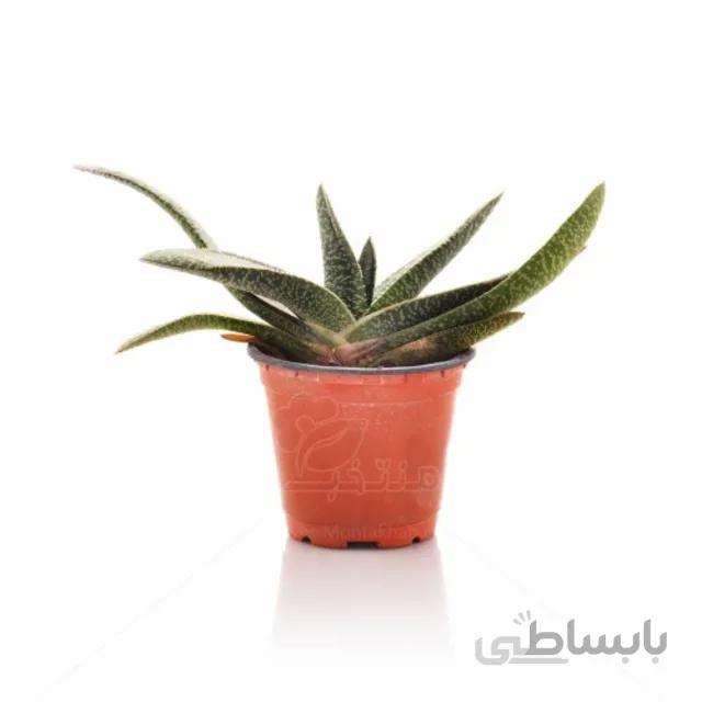 ساکولنت گاستریا ارتفاع 12 سانتیمتر