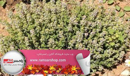 آویشن خشک بسته 100 گرمی