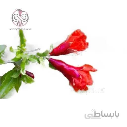 نهال گل انار (گلنار فارسی)