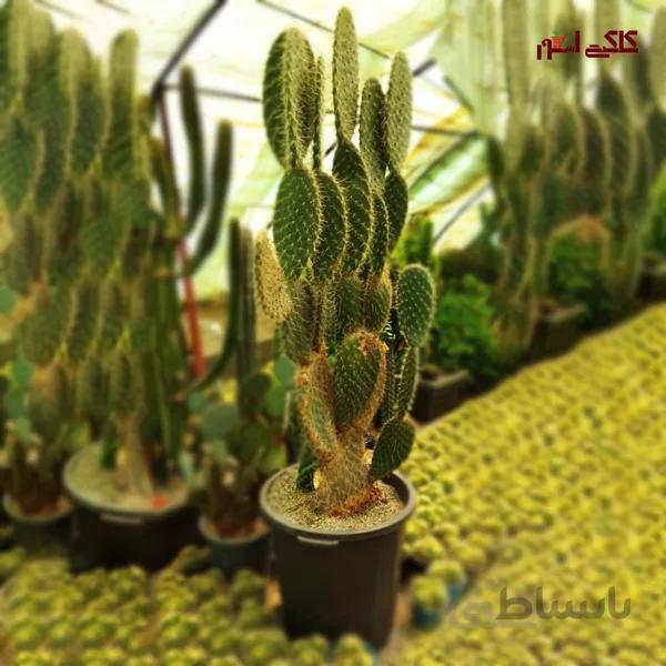 کاکتوس دراز اپونتیا