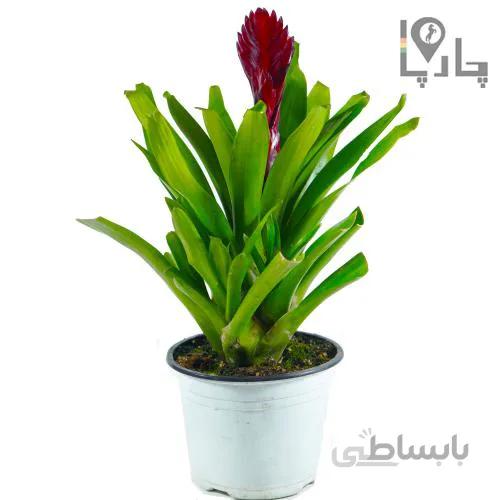 گیاه آپارتمانی گازمانیا