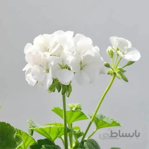 بذر گل شمعدانی سفید