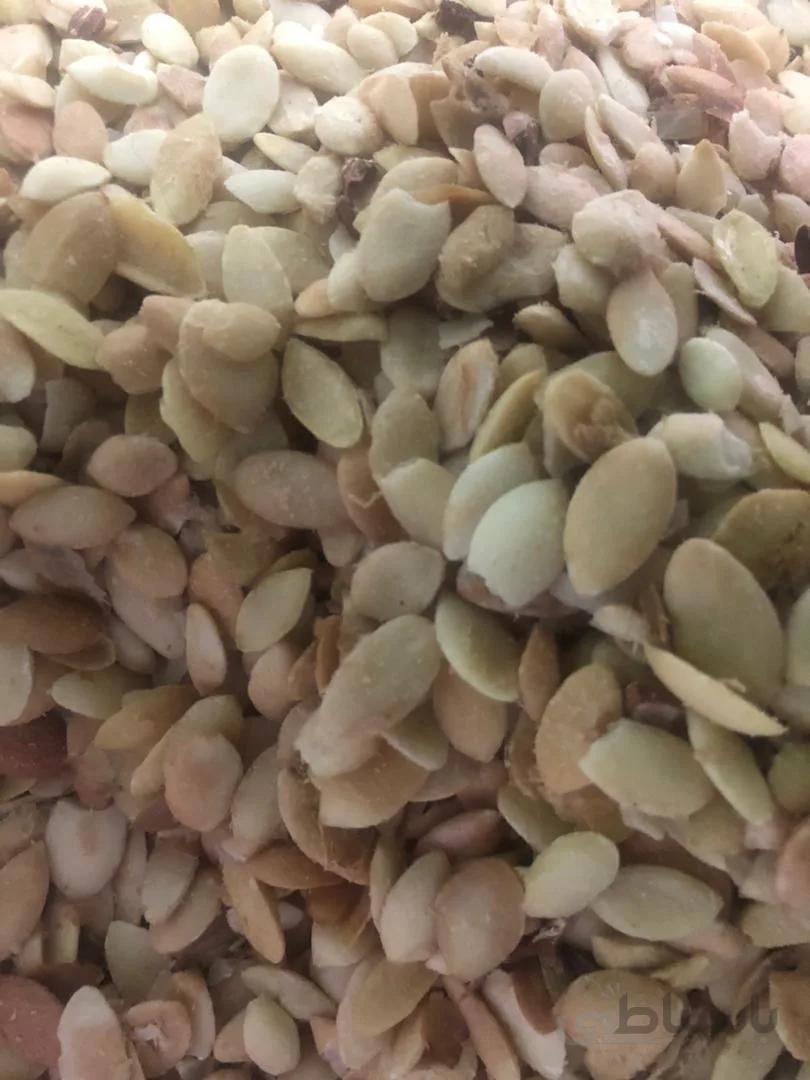 دانه ارگان وارداتی اصل مراکش