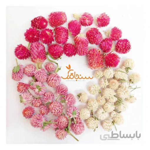 بسته۵تایی گل دکمه ای