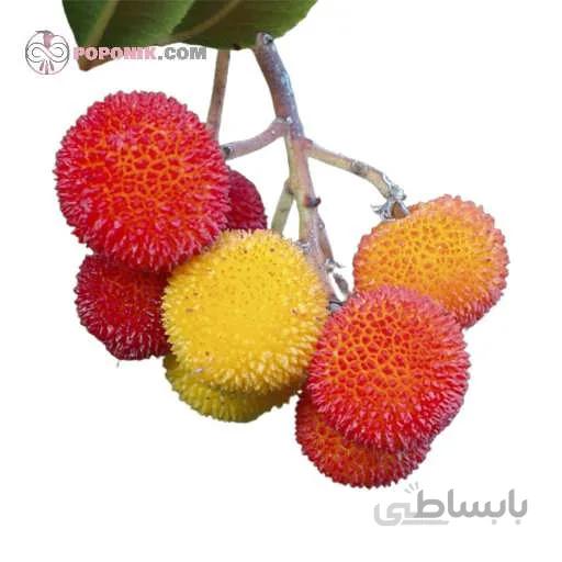 نهال اربوتوس