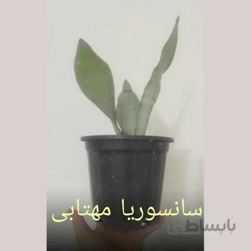 سانسوریا مهتابی