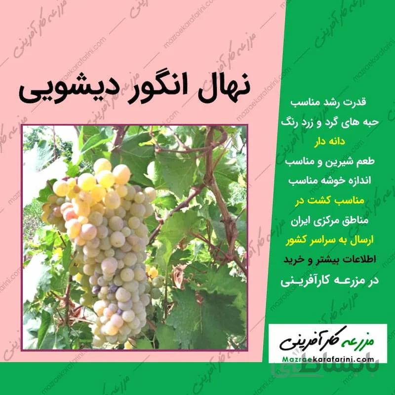 نهال گلدانی انگور دیشویی