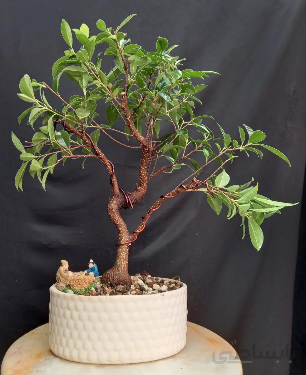 بنسای (بونسای) فیکوس رتوزا کلکسیونی ۱۳ سالا ا Ficus bonsai