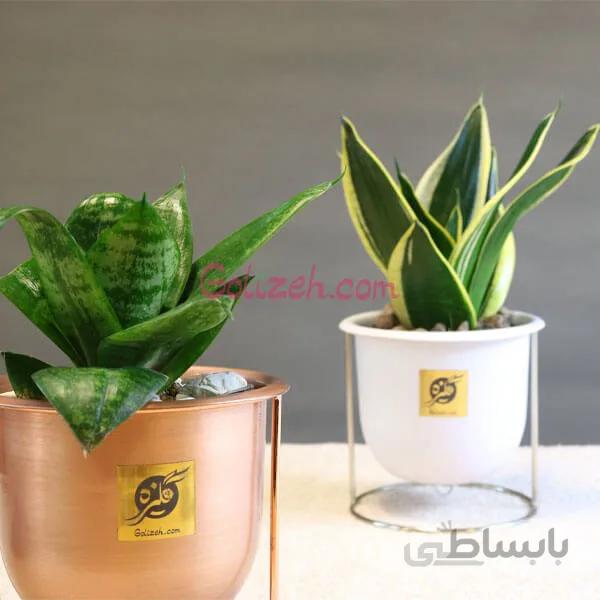 پک سانسوریا بلک گلد و سبز – دوعدد