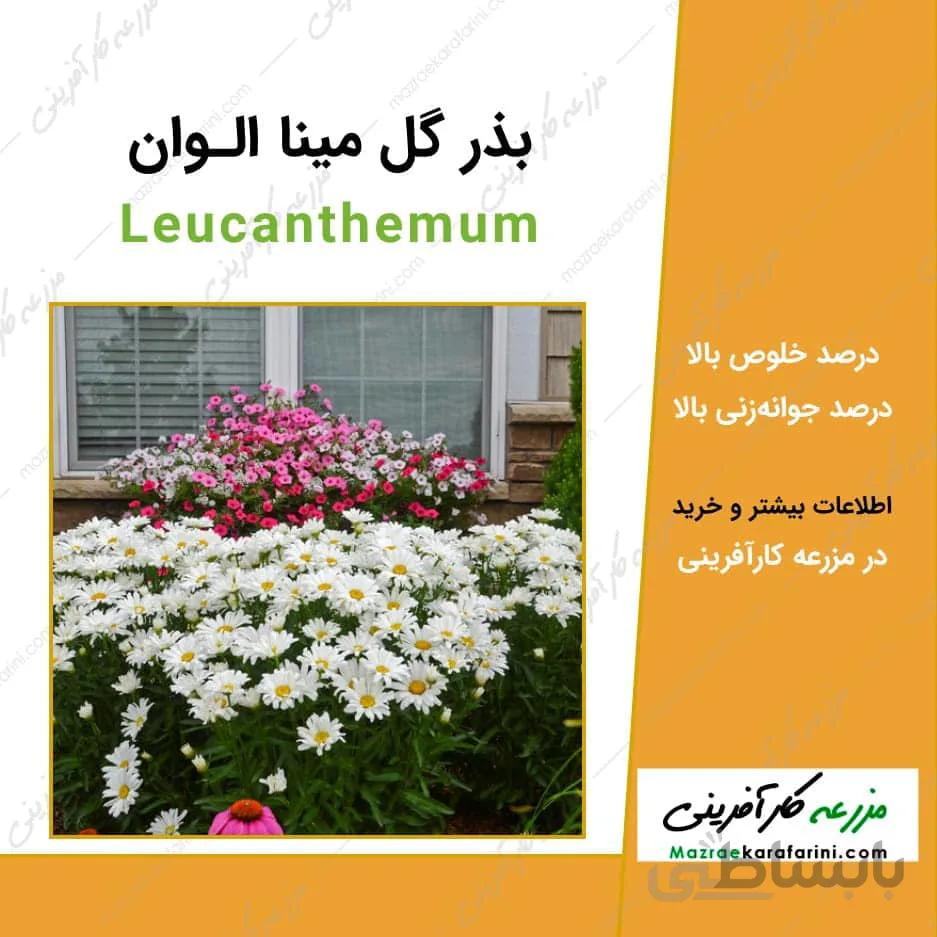 بذر گل مینا الوان