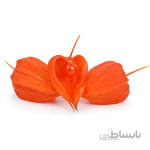 بذر فیسالیس قرمز (عروسک پشت پرده)