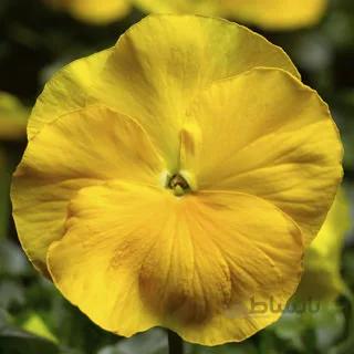 بذر گل بنفشه زرد گلدرشت ایرانی ا Pansy yellow