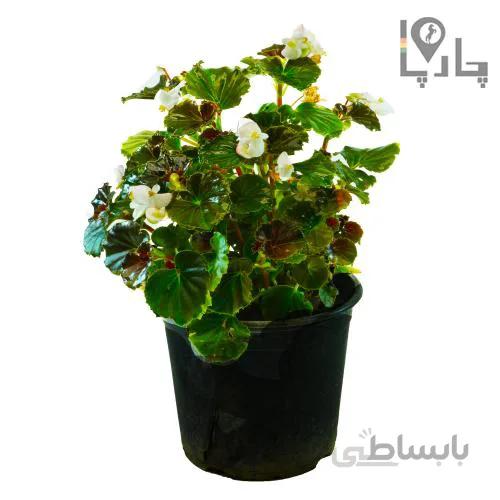 گل بگونیا عروس