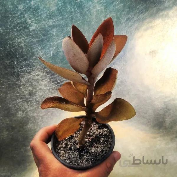 کالانکوا برگ مسی