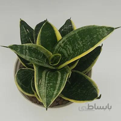 سانسوریا لوتوس مطبق