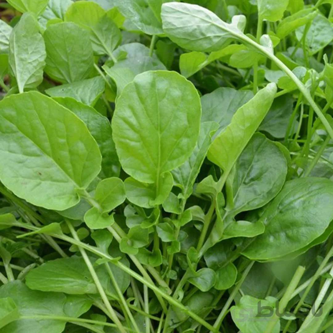 بذر شاهی برگ پهن