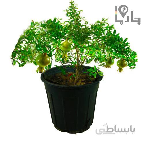 درختچه انار زینتی