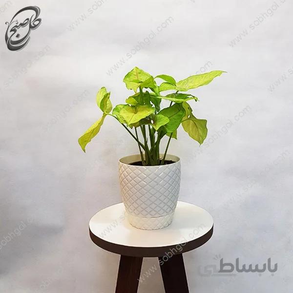 سفارش گل آنلاین – سینگونیوم سبز فسفری طرح S-054