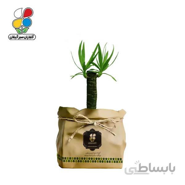 گیاه طبیعی یوکا دو غلاف گلباران