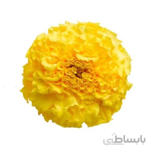 بذر گل جعفری زرد