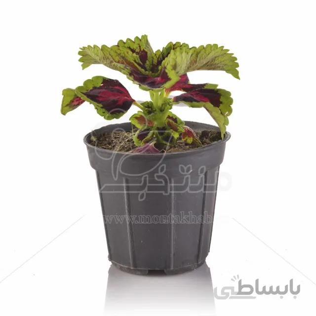 گیاه آپارتمانی حسن یوسف