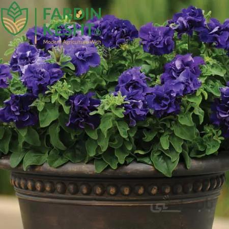 بذر گل اطلسی آبی دوبل هیبرید آمریکایی بسته 10 عددی