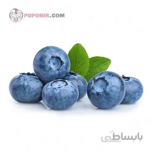 نهال بلوبری امرالد