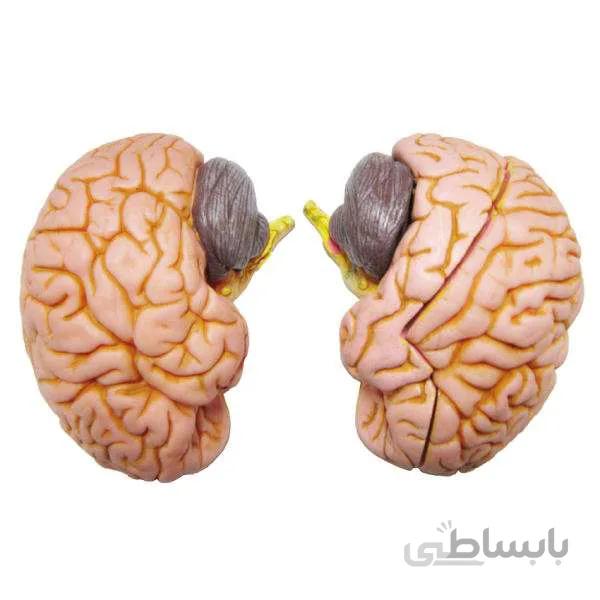 مولاژ4 قسمتی مغزانسان