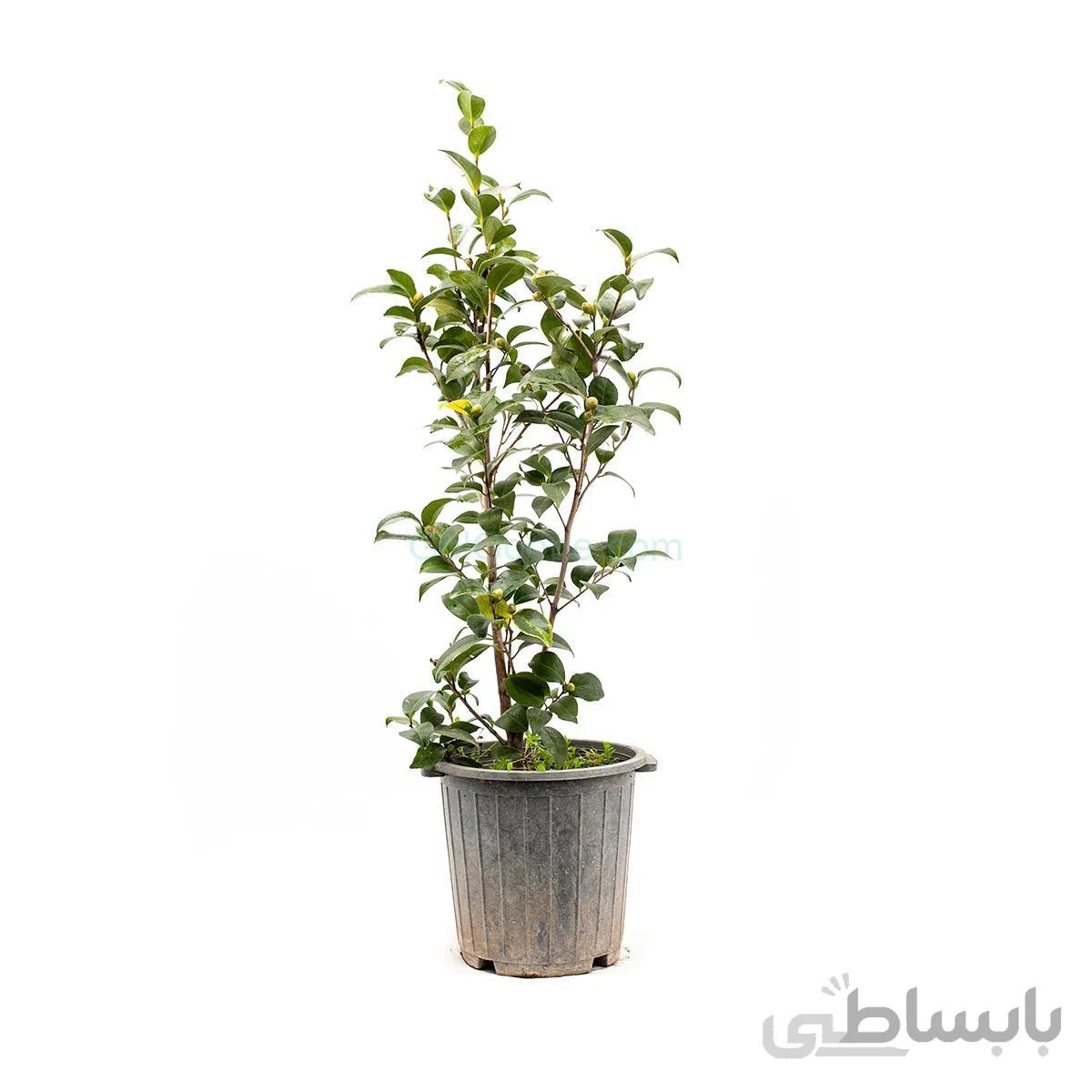 درختچه گل کاملیا | سایز متوسط