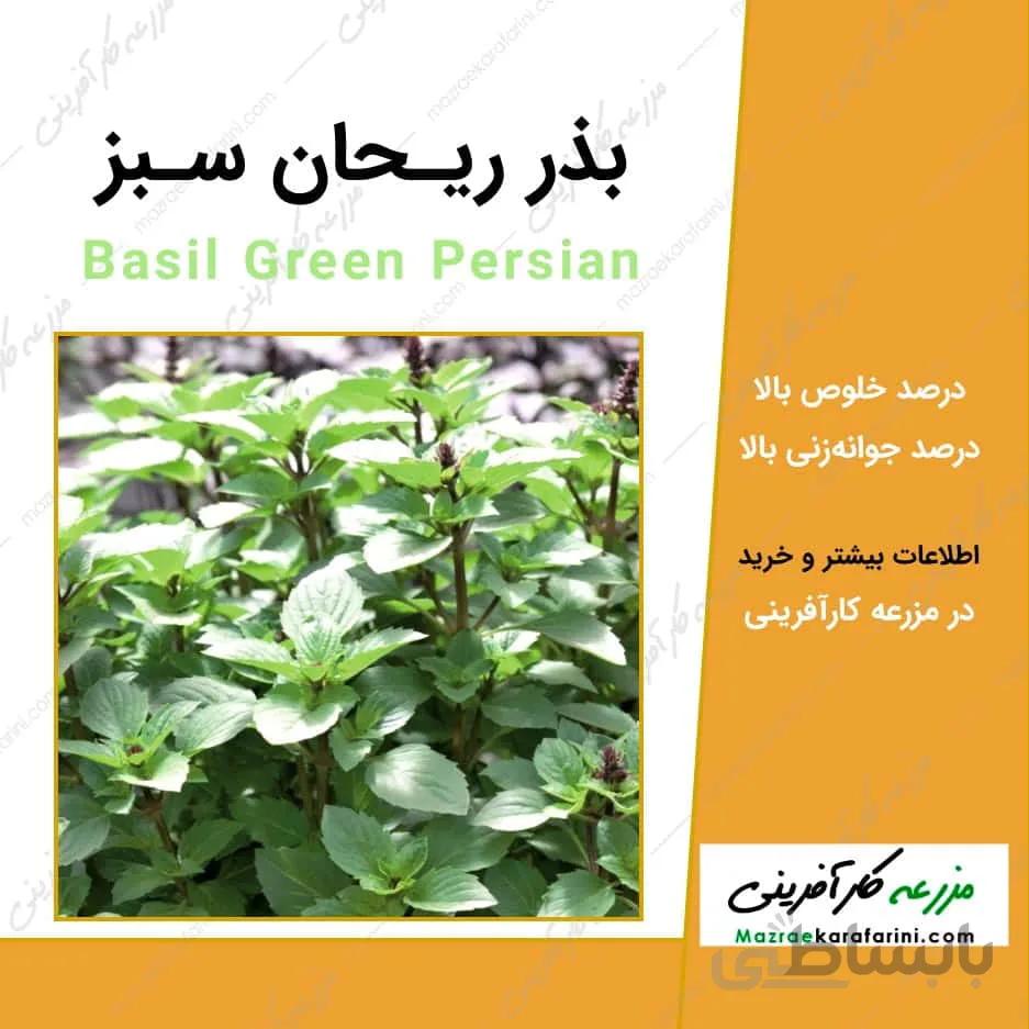 بذر ریحان سبز کد 790807