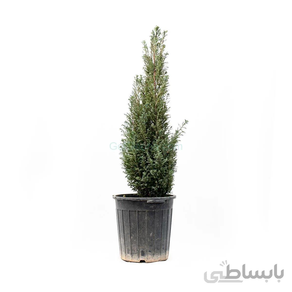 درختچه کاج اِلودی | سایز بزرگ
